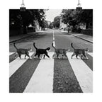 Cat Crossing Abbey Road — Black & White Matte Vertical Poster